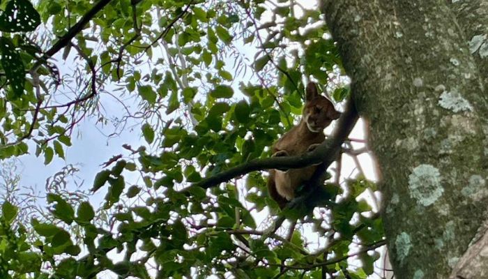 Foto: IAT-PR O que fazer se encontrar uma onça ou outro felino silvestre? IAT divulga orientações
